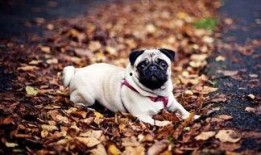 策划巴哥爆料视频大全集,揭秘幕后故事与精彩瞬间